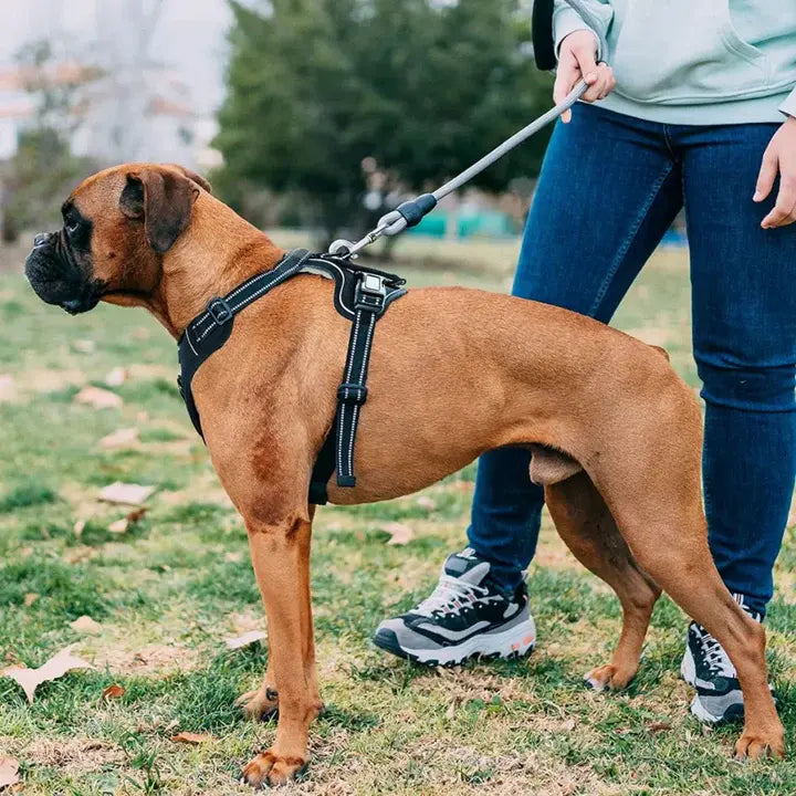 Harnais anti-traction pour chien DogSafe®