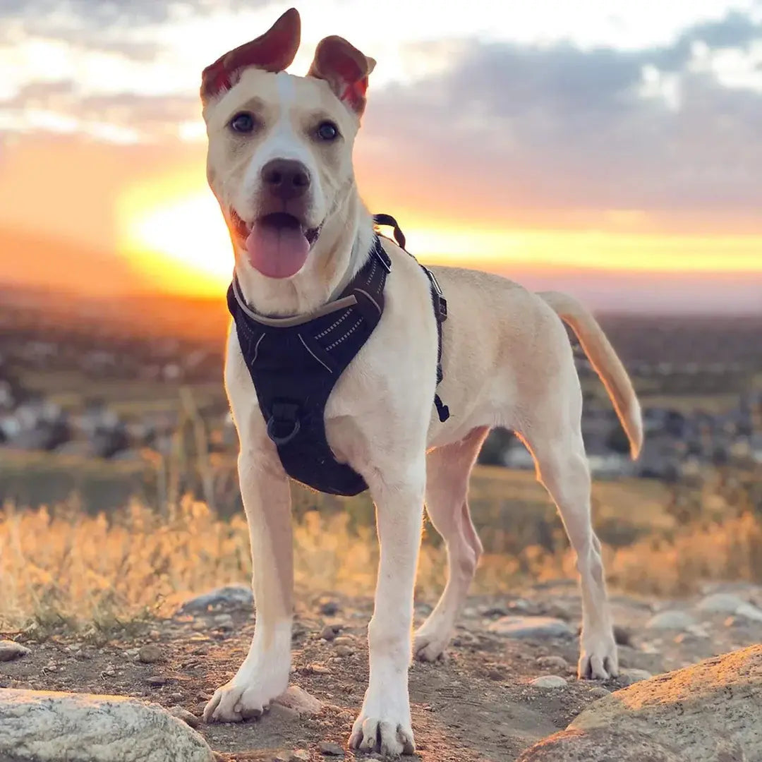 Harnais anti-traction pour chien DogSafe®
